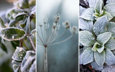 Téli álom a növényeinknél